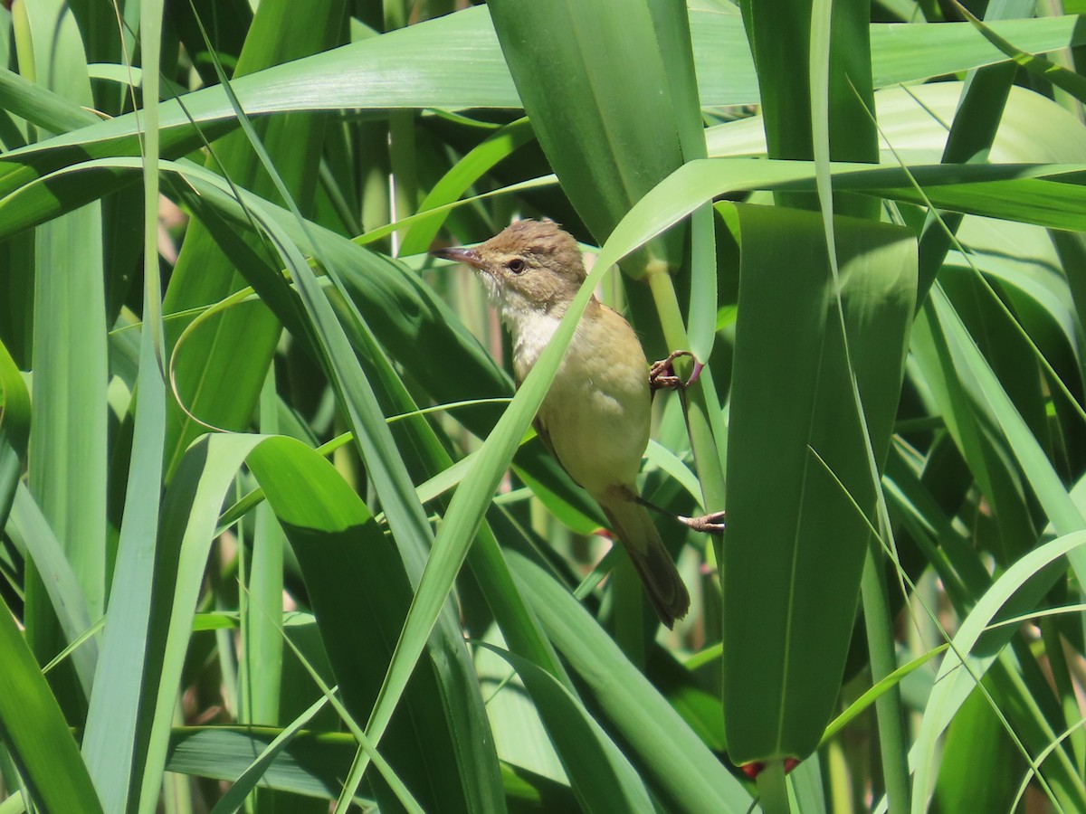 Australian Reed Warbler - ML610721297