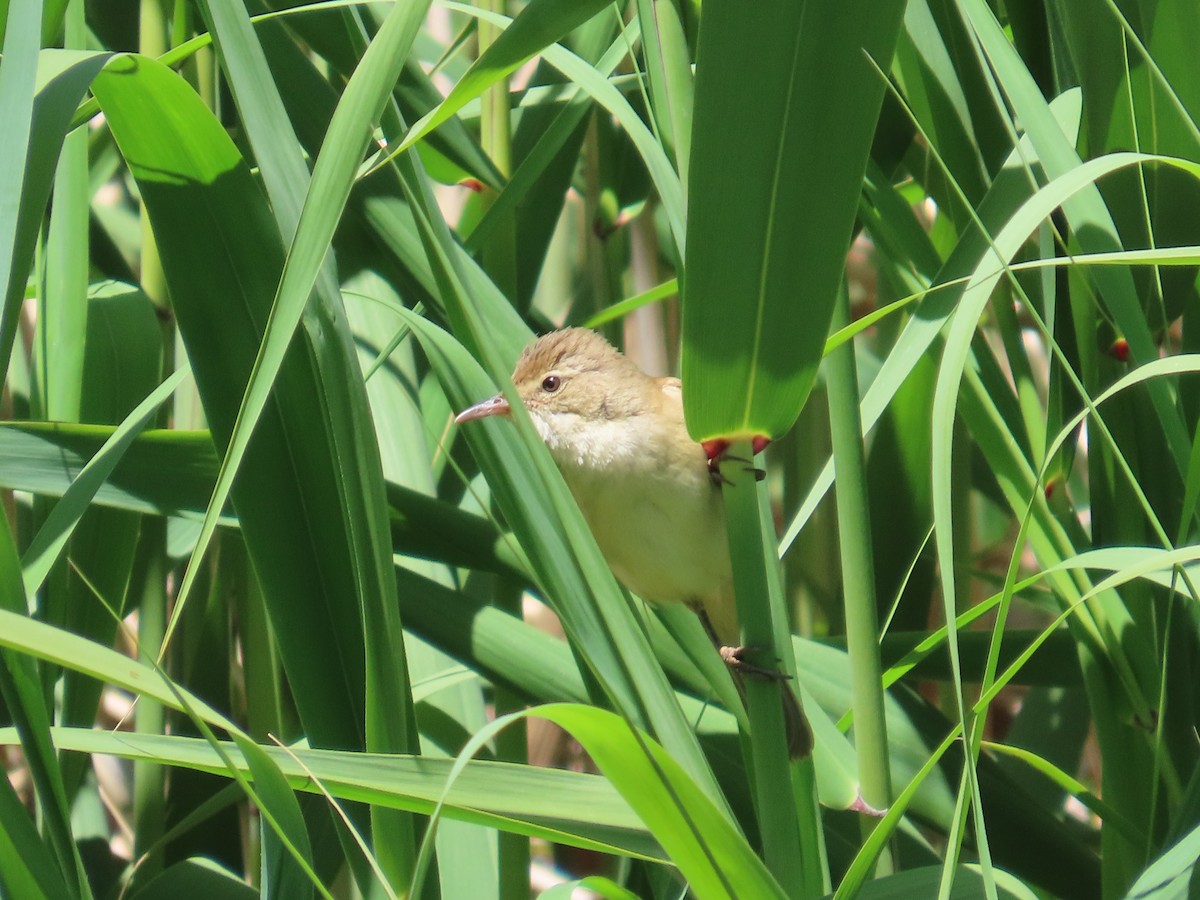 Australian Reed Warbler - ML610721298