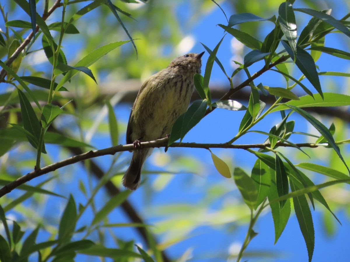 Striated Thornbill - ML610721300