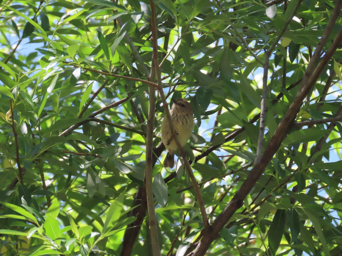 Striated Thornbill - ML610721301