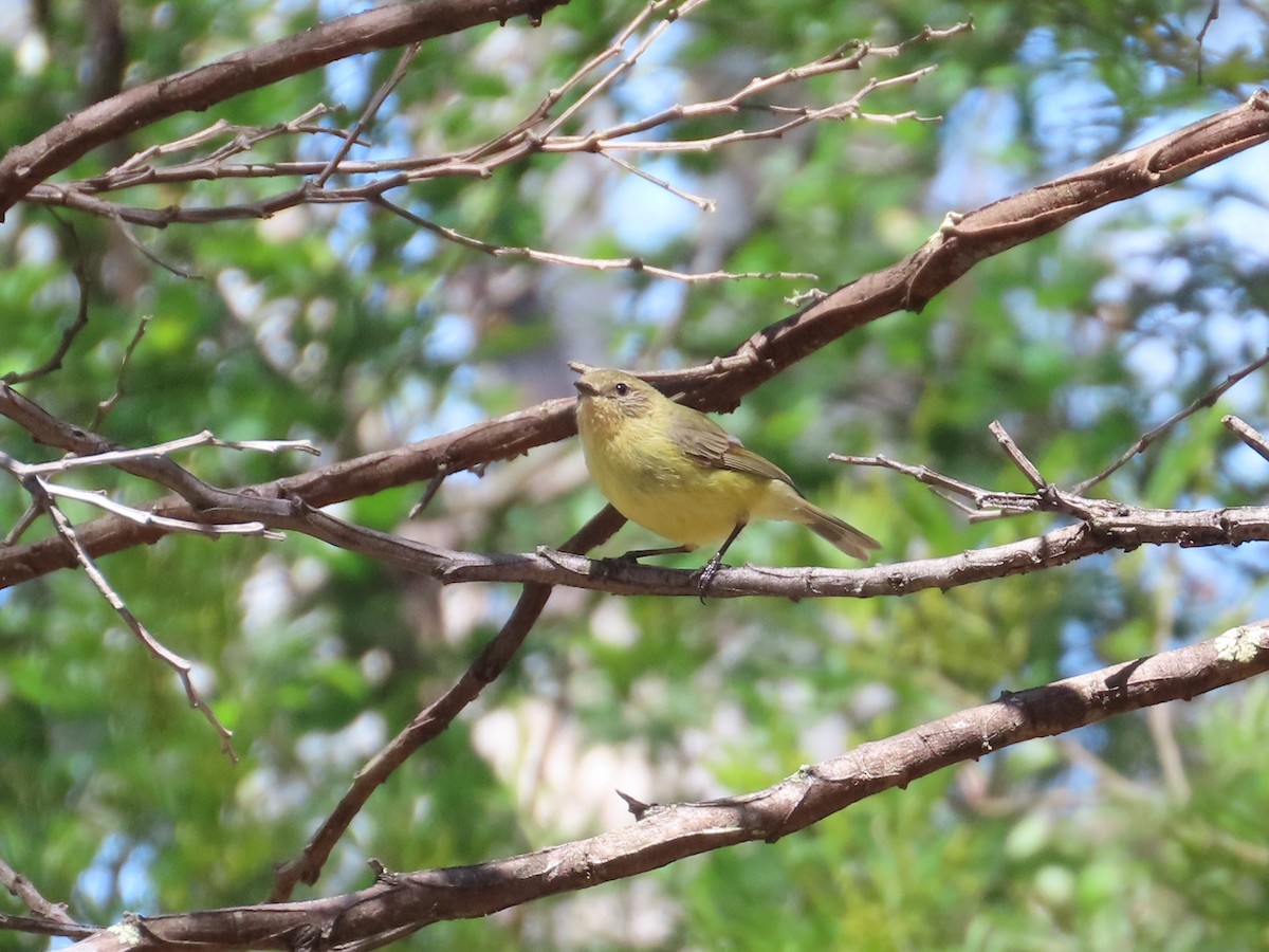 Yellow Thornbill - ML610721306