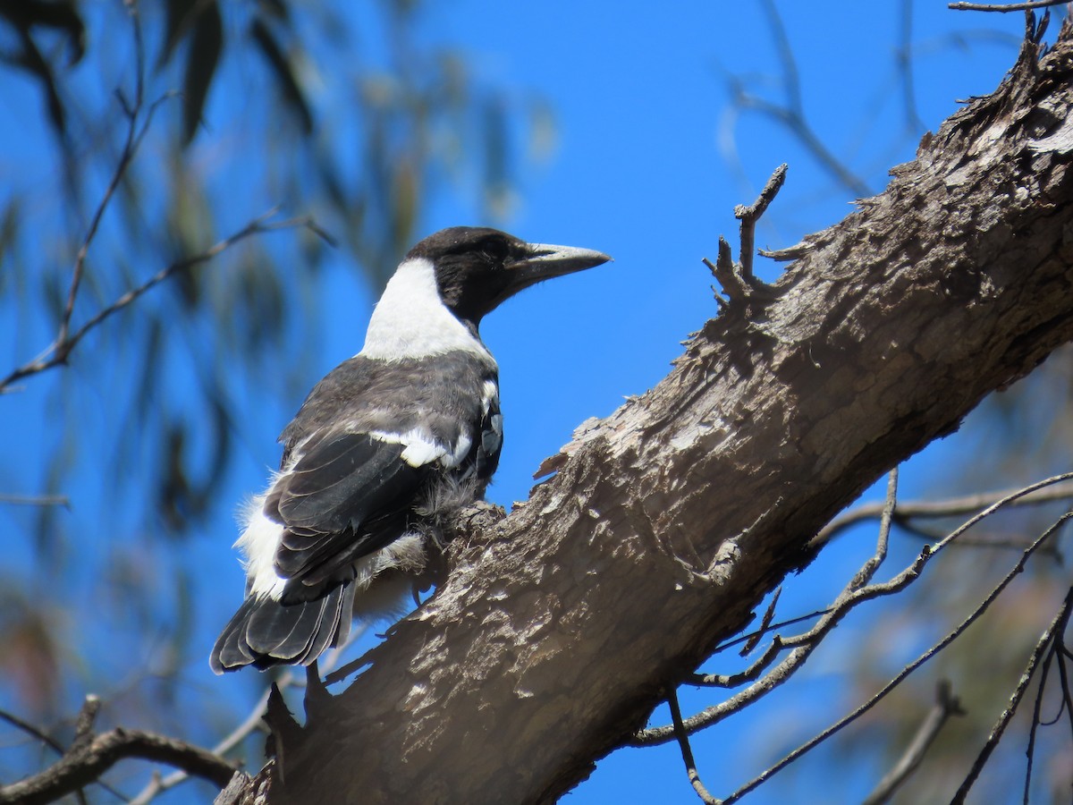 Australian Magpie - ML610721310