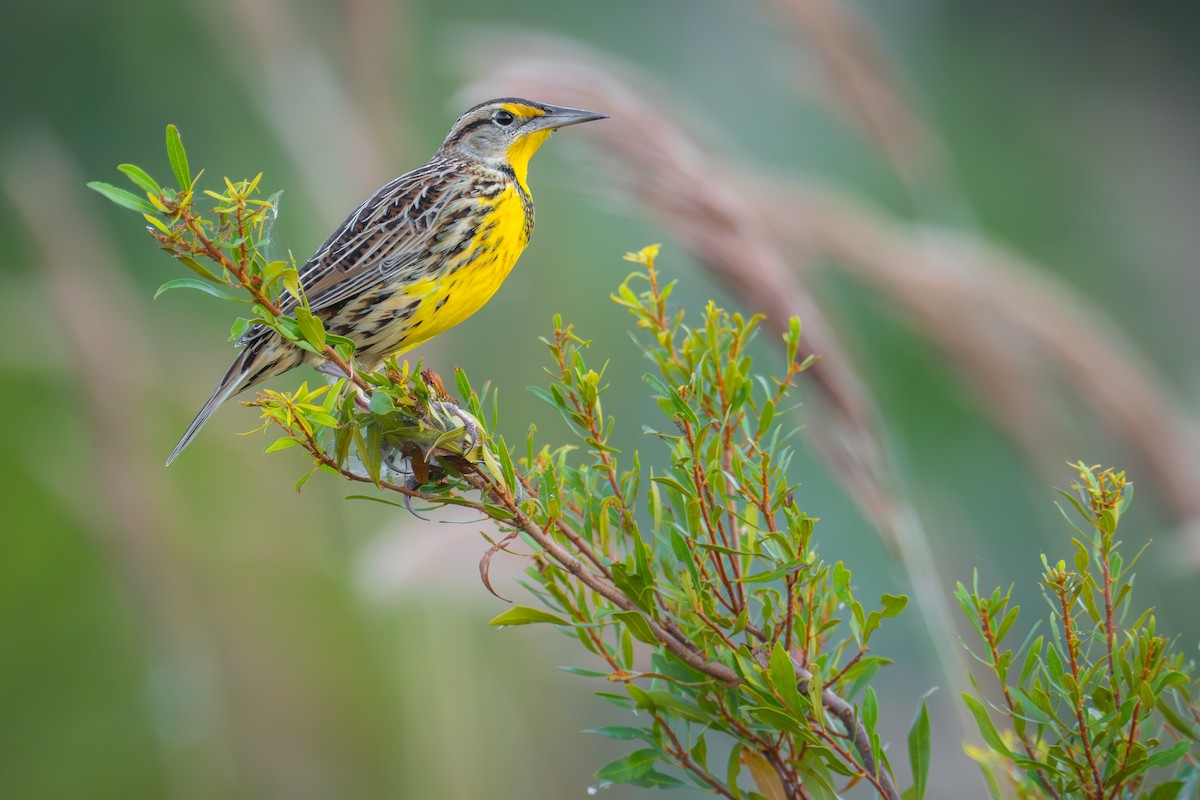 Eastern Meadowlark - ML610721326