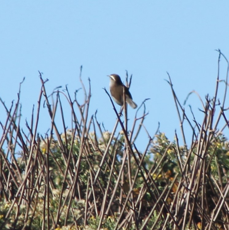 Bewick's Wren - ML610721390