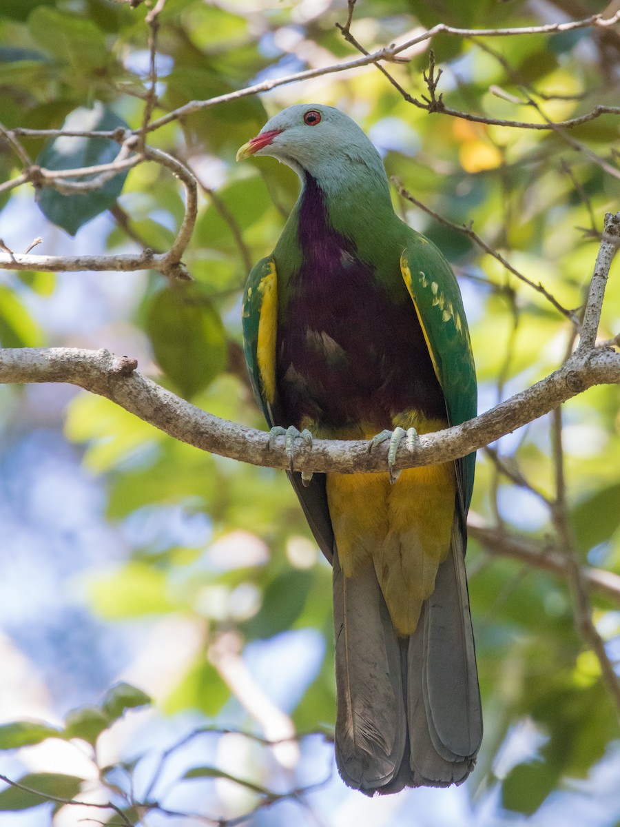 Wompoo Fruit-Dove - ML610721480