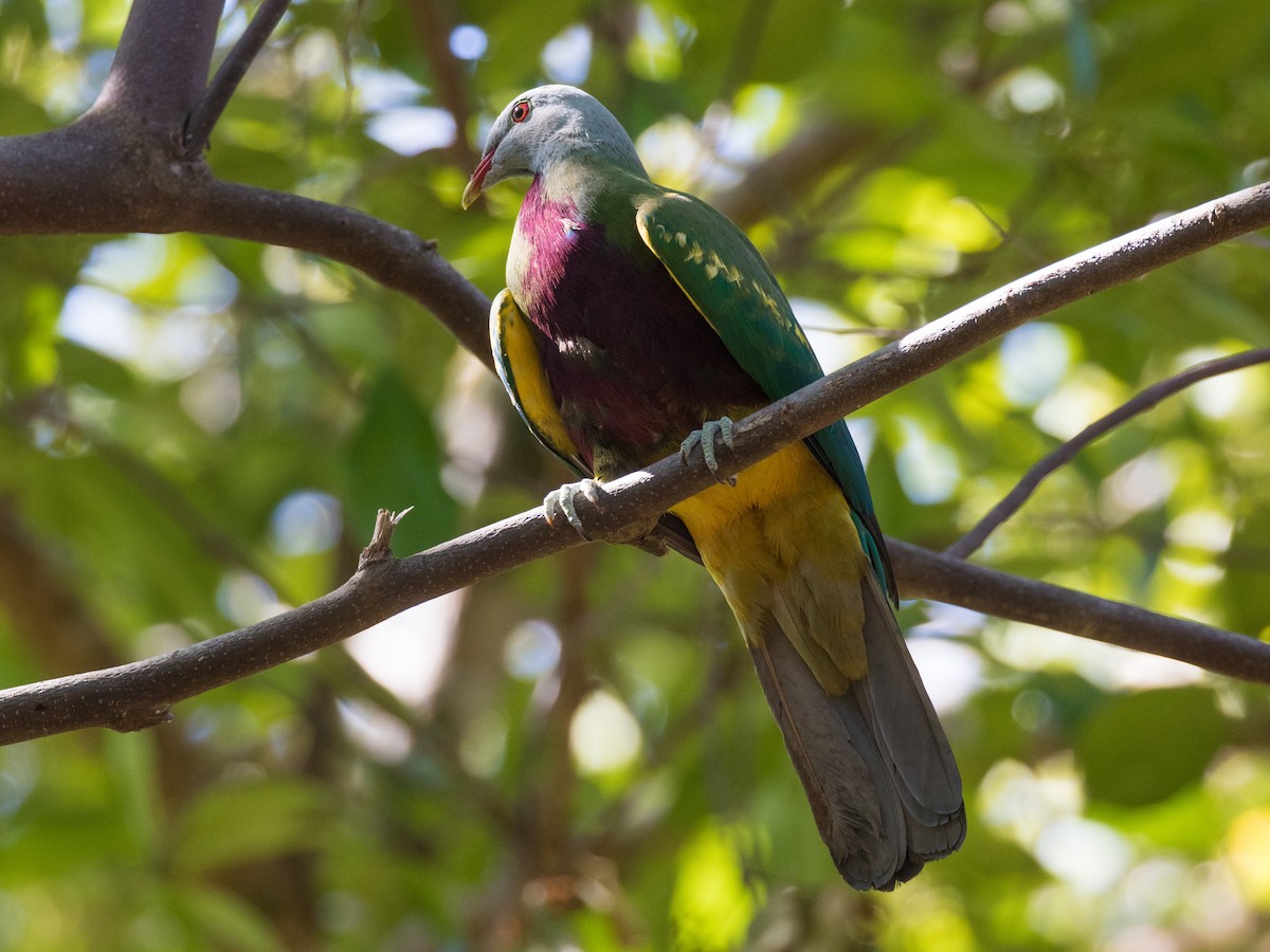 Wompoo Fruit-Dove - ML610721481