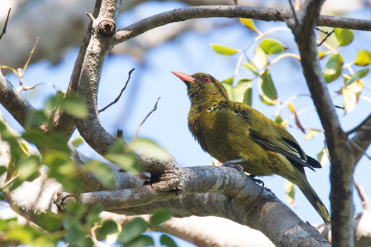 Green Oriole - ML610721496