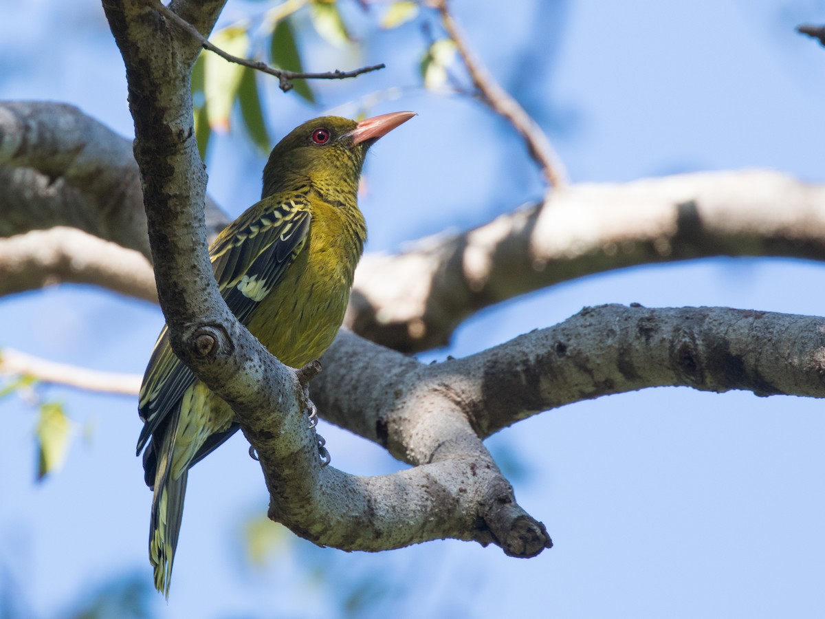 Green Oriole - ML610721497