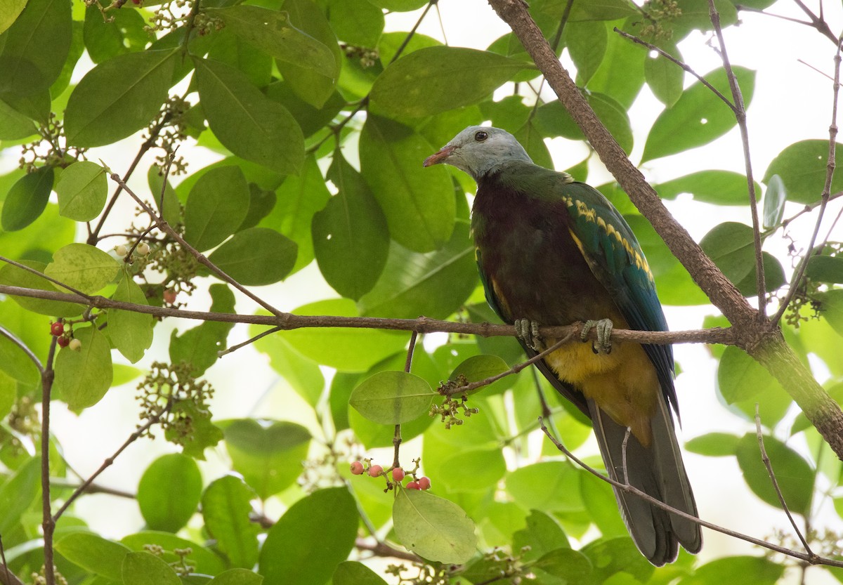 Wompoo Fruit-Dove - ML610721580