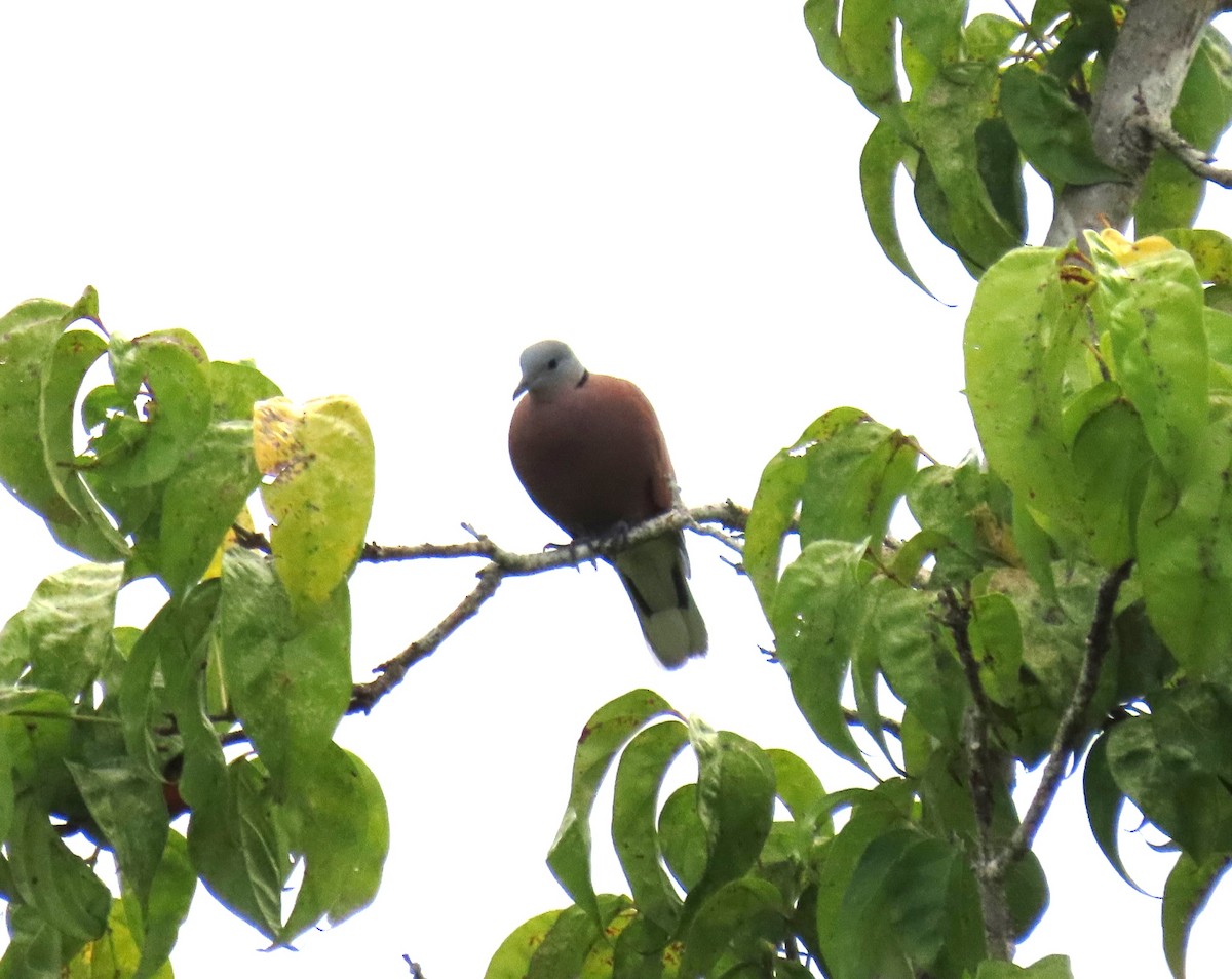 Red Collared-Dove - ML610721659