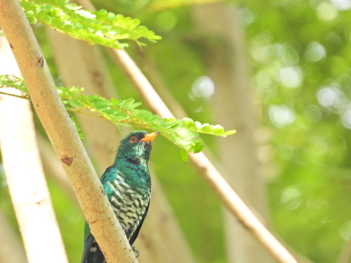 Asian Emerald Cuckoo - ML610721661