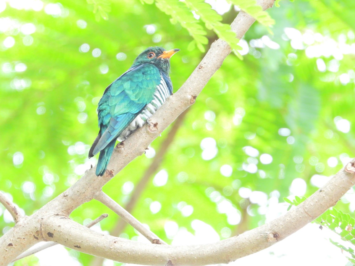 Asian Emerald Cuckoo - ML610721667