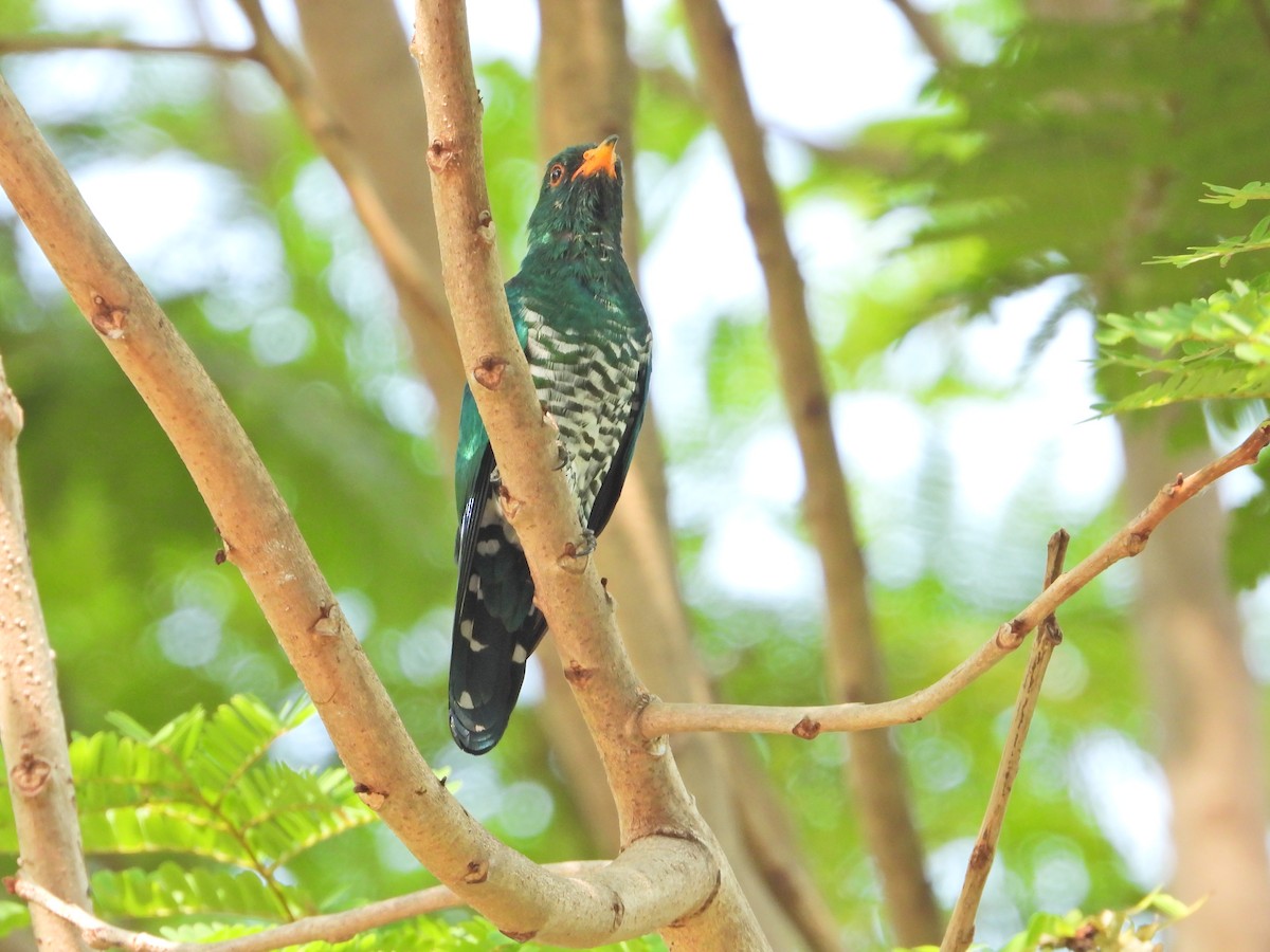 Asian Emerald Cuckoo - ML610721670