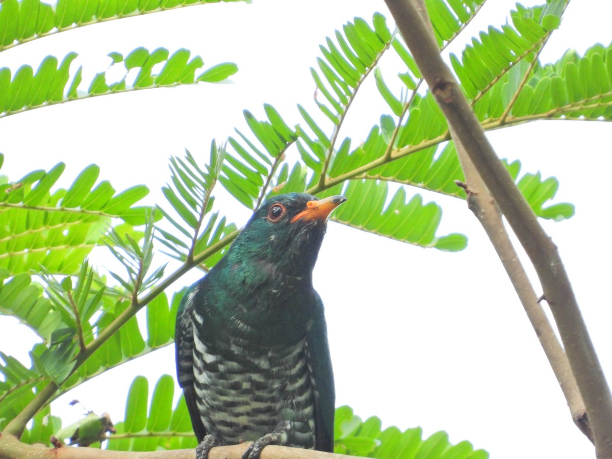 Asian Emerald Cuckoo - ML610721671