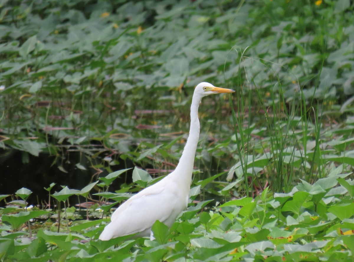 Medium Egret - ML610721679
