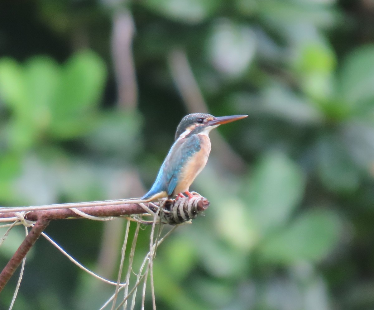 Common Kingfisher - ML610721683