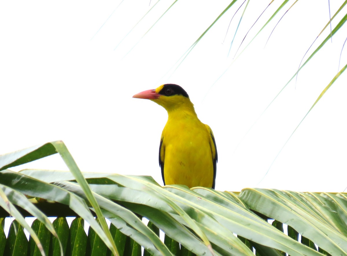 Black-naped Oriole - ML610721689