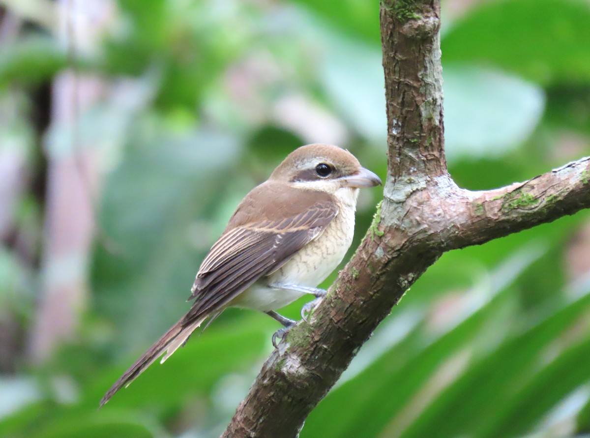 Brown Shrike - ML610721690