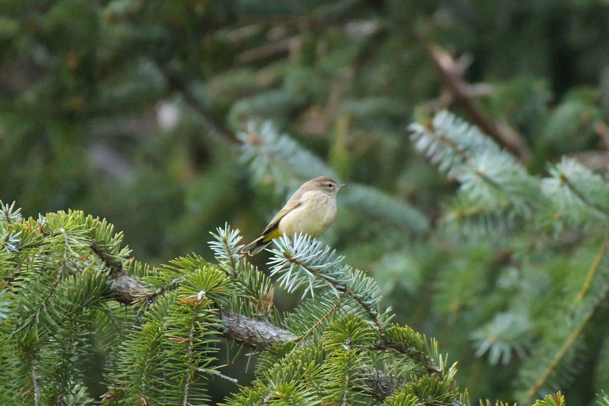 Paruline à couronne rousse - ML610721699