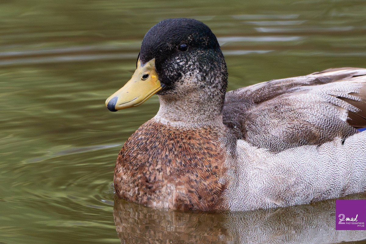 Mallard (Domestic type) - Ákos  Lumnitzer