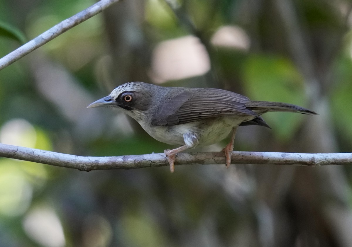 Zostérops à bec fort - ML610721901