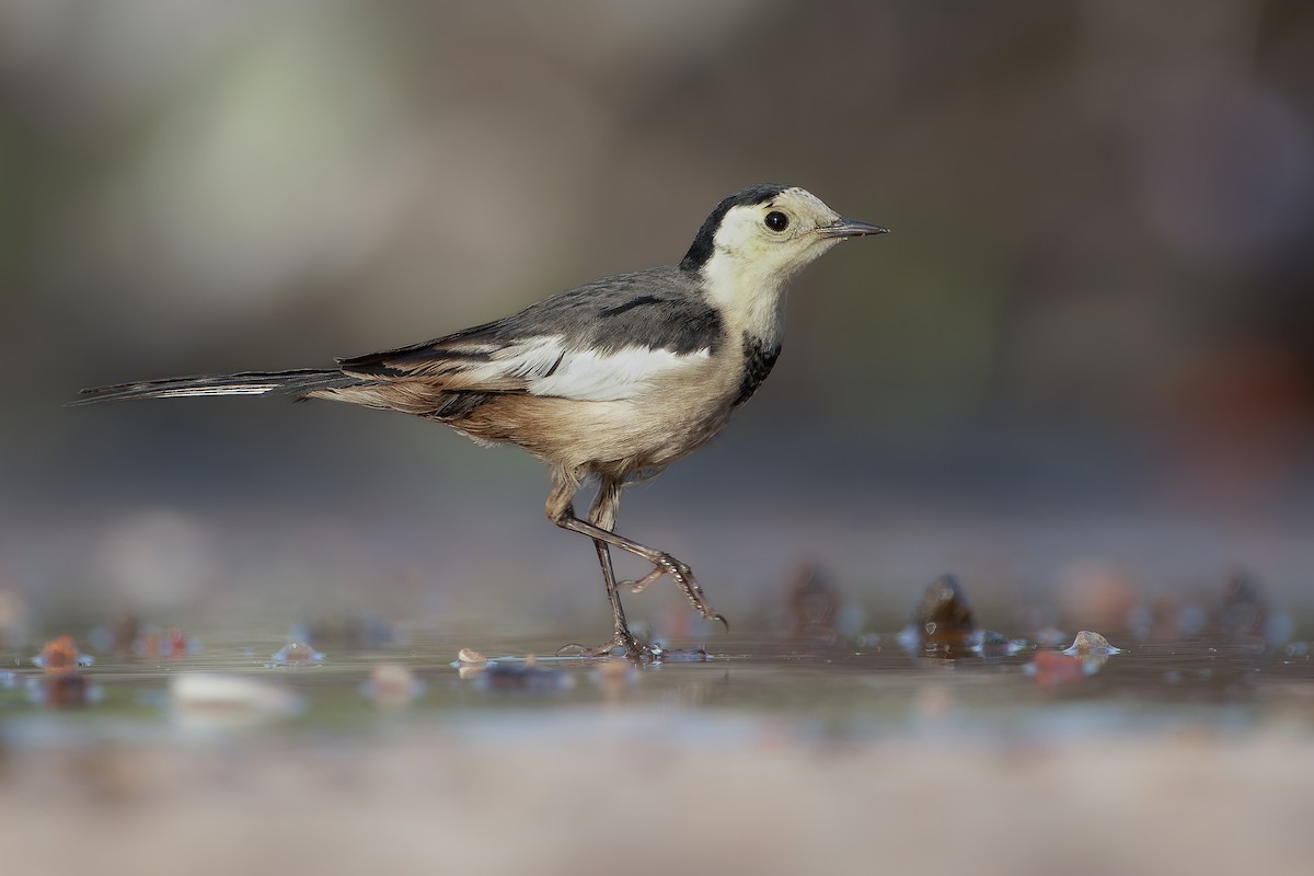 White Wagtail (Chinese) - ML610721984