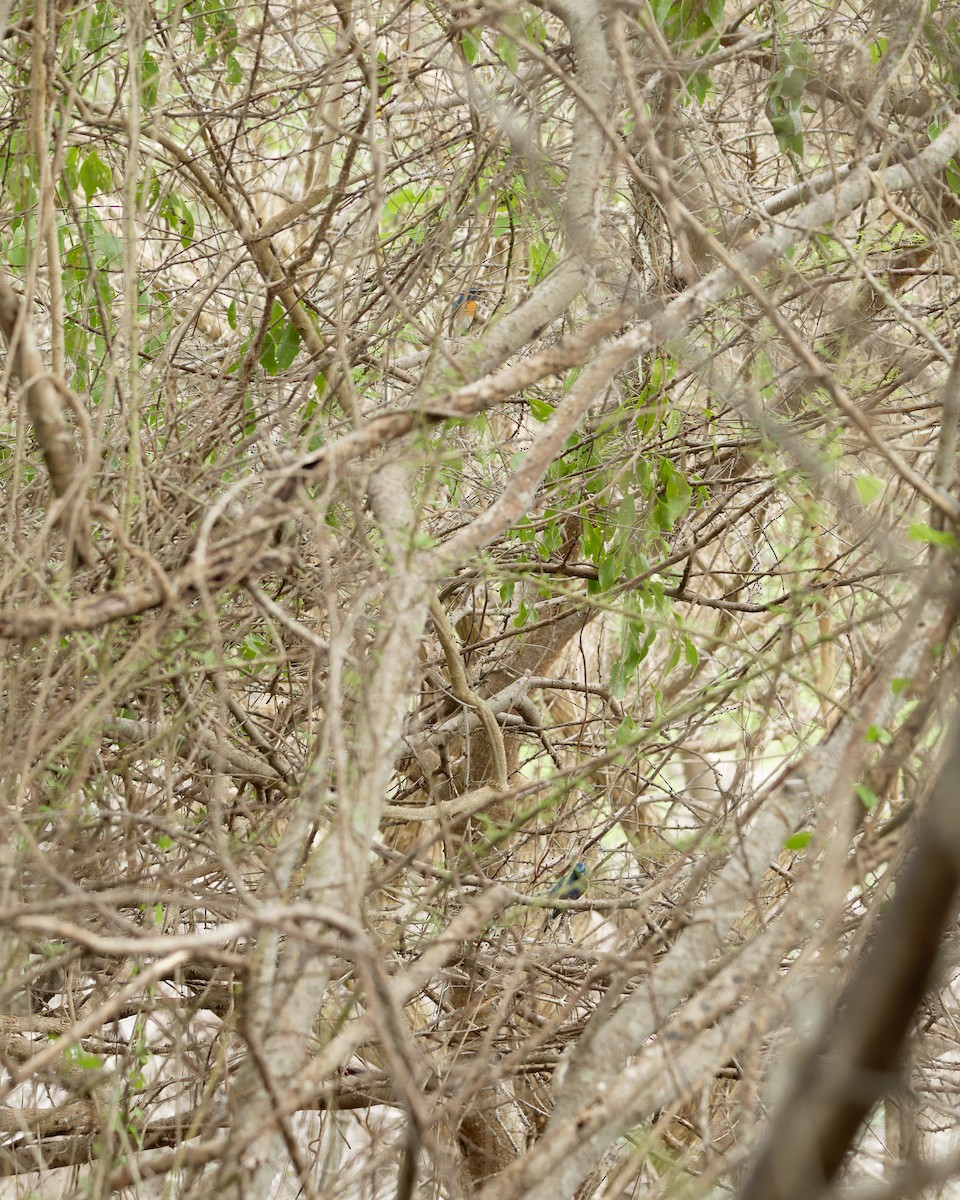 Blue-throated Flycatcher (Notch-throated) - ML610722049