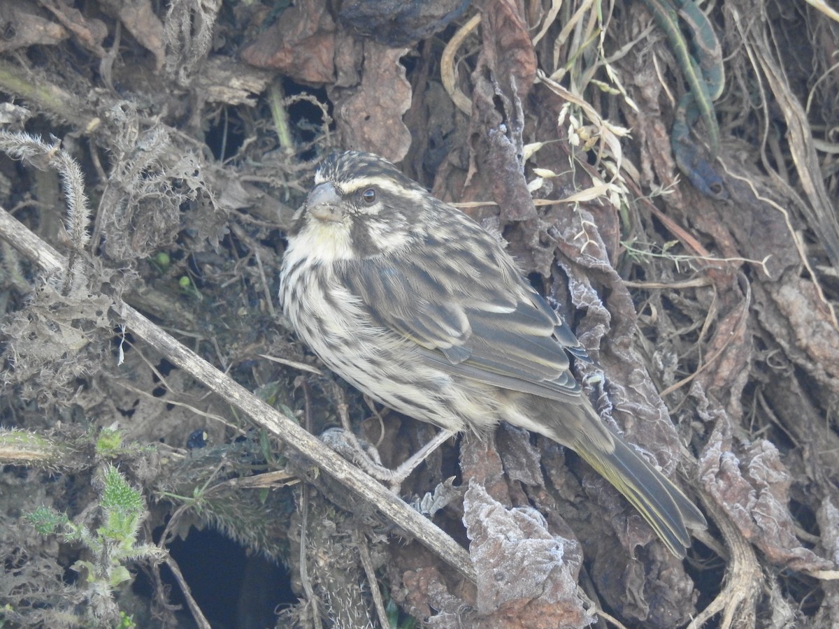 Streaky Seedeater - Suebsawat Sawat-chuto