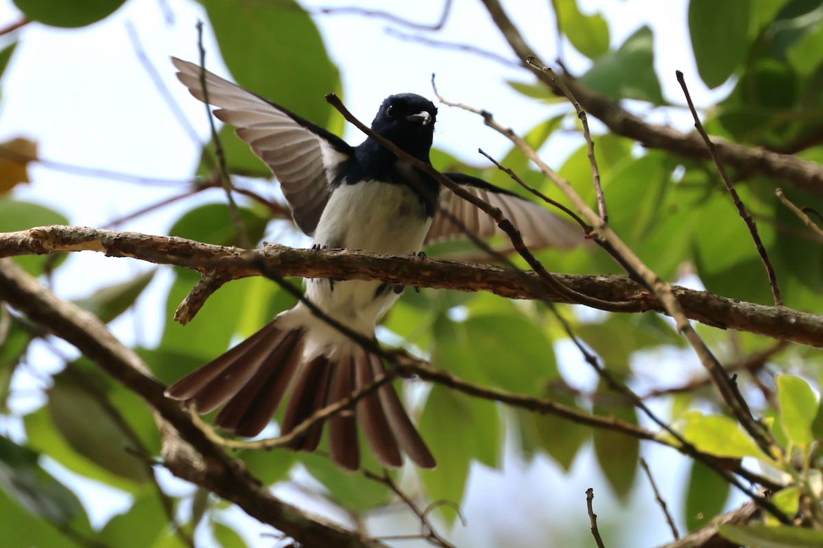 Satin Flycatcher - ML610722181
