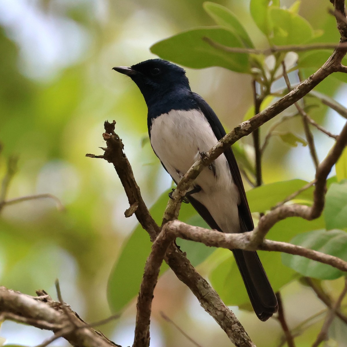 Satin Flycatcher - ML610722182