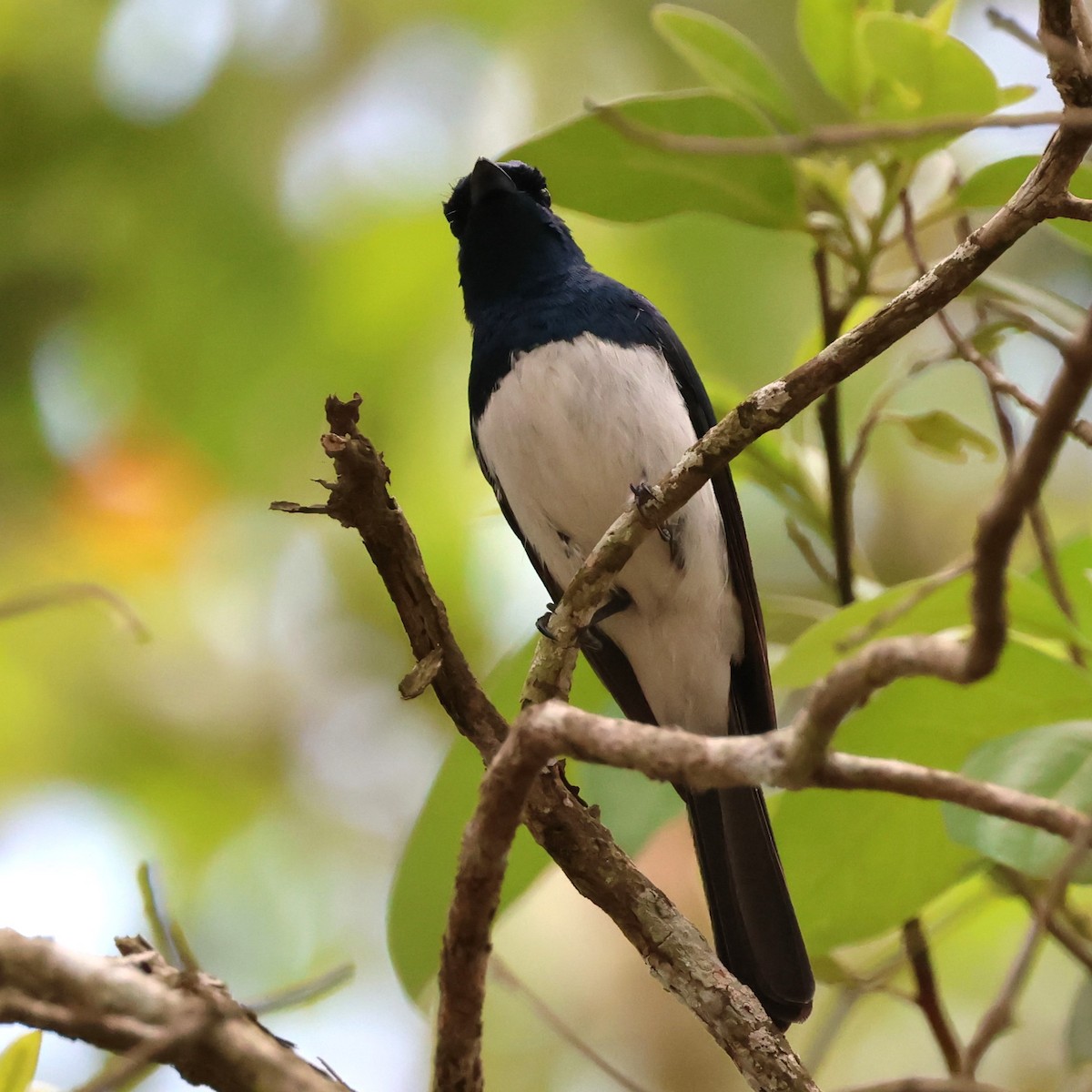 Satin Flycatcher - ML610722183