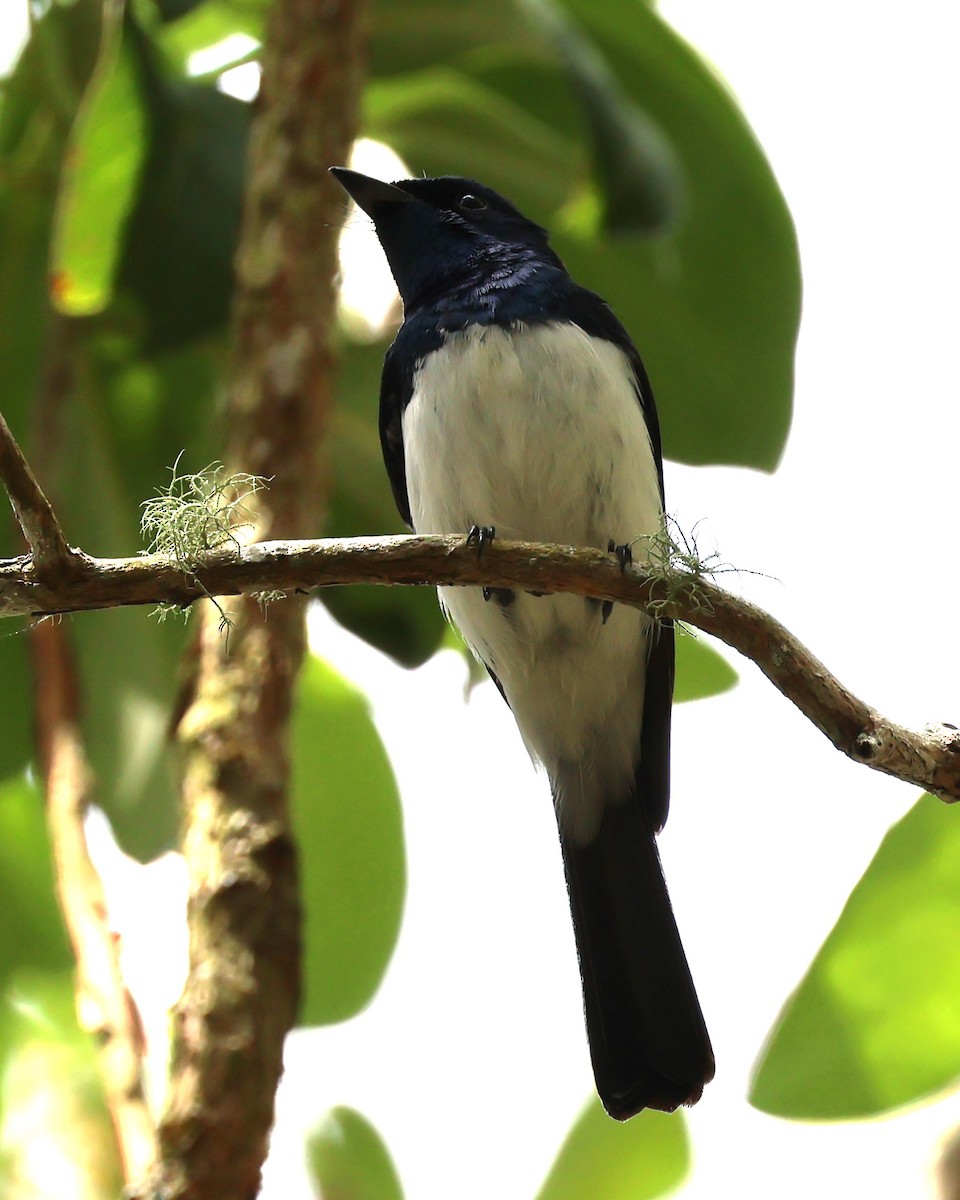 Satin Flycatcher - ML610722184