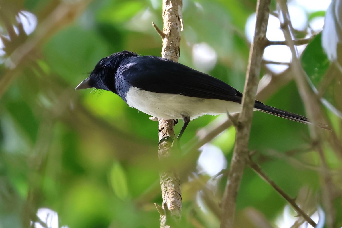 Satin Flycatcher - ML610722185