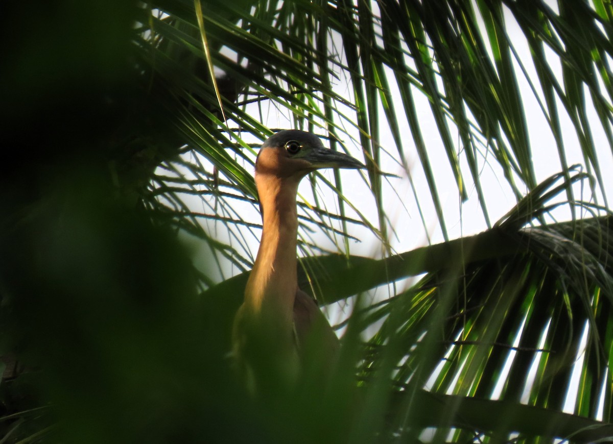 Nankeen Night Heron - ML610722247