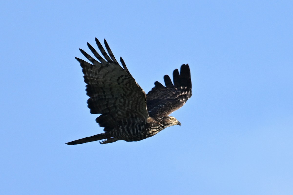 Oriental Honey-buzzard - ML610722346