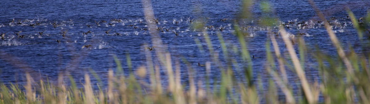 Eurasian Coot - ML610722373