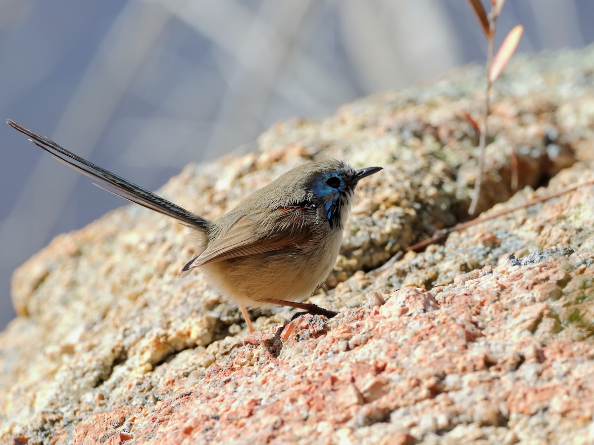 Purple-backed/Variegated Fairywren - ML610722374