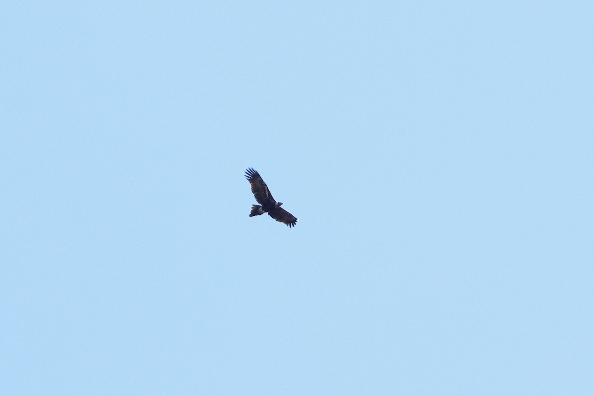 Wedge-tailed Eagle - ML610722382