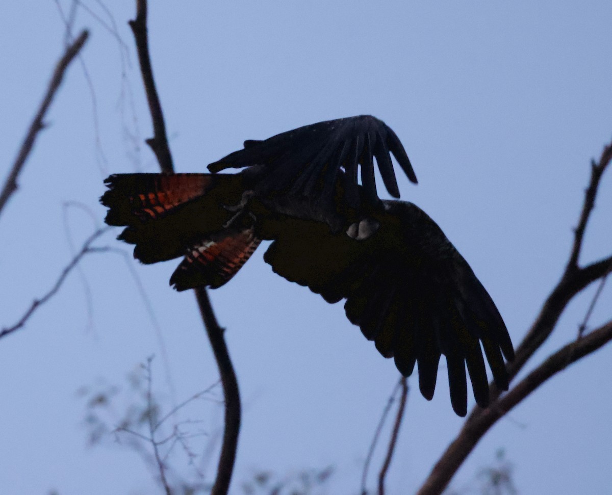 Red-tailed Black-Cockatoo - ML610722383