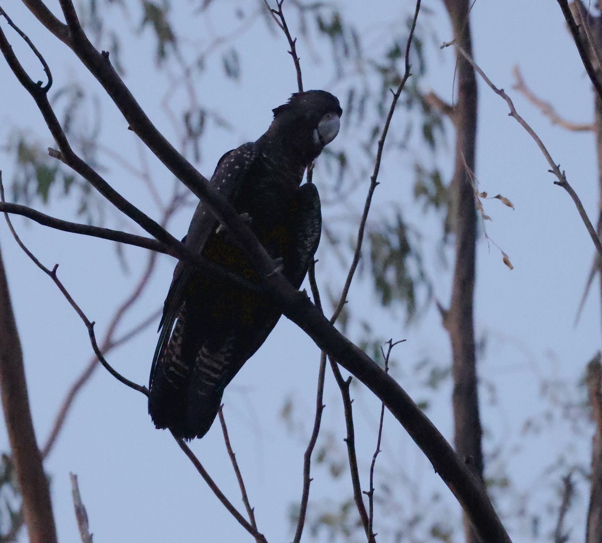 Red-tailed Black-Cockatoo - ML610722384