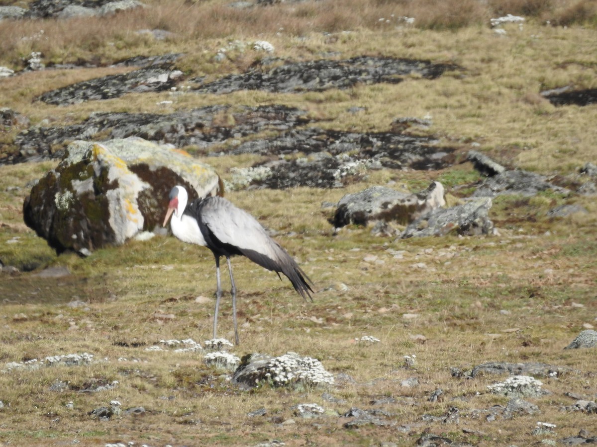 Wattled Crane - ML610722408