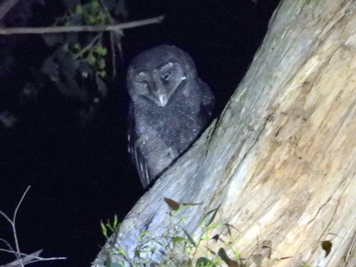 Sooty Owl (Greater) - ML610722412