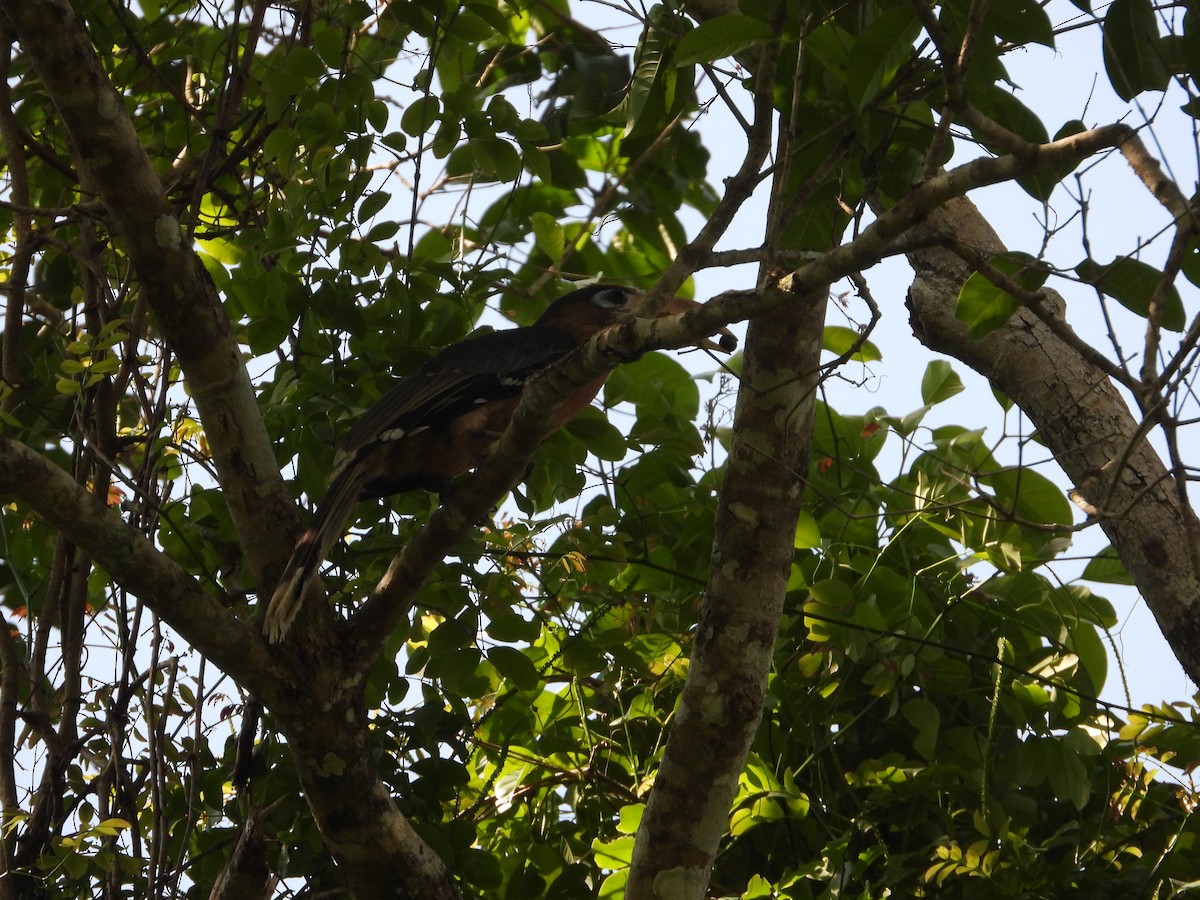 Rusty-cheeked Hornbill - ML610722434