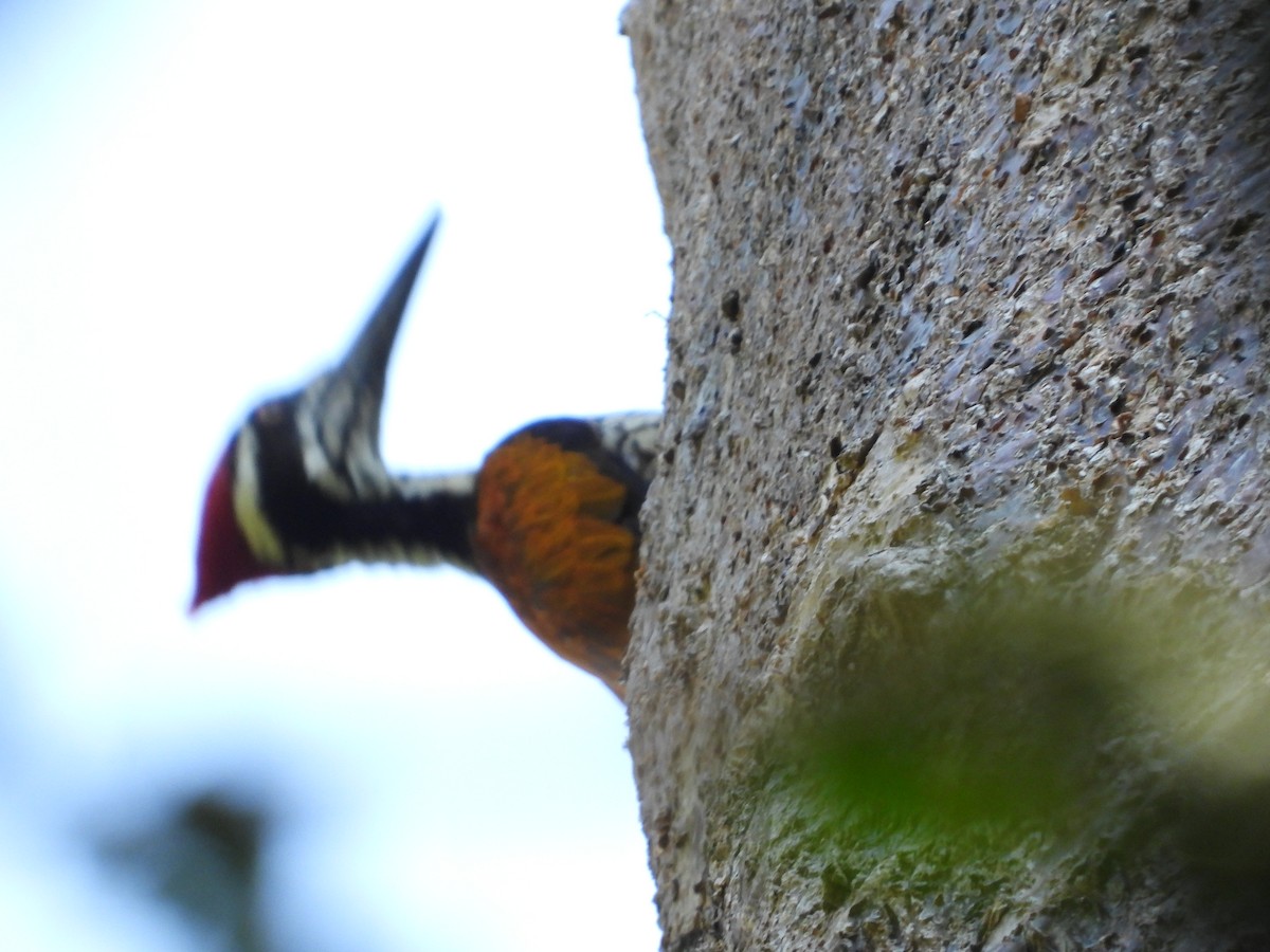 Greater Flameback - Sunisa Saisangchan