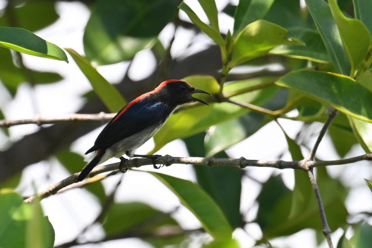 Scarlet-backed Flowerpecker - Ting-Wei (廷維) HUNG (洪)