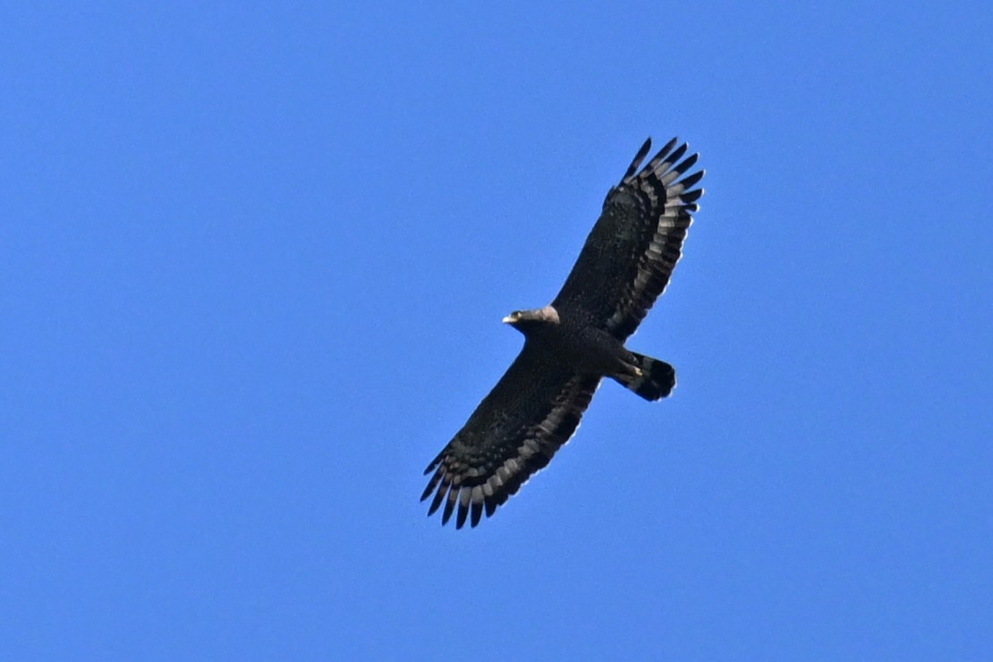 Crested Serpent-Eagle - Ting-Wei (廷維) HUNG (洪)