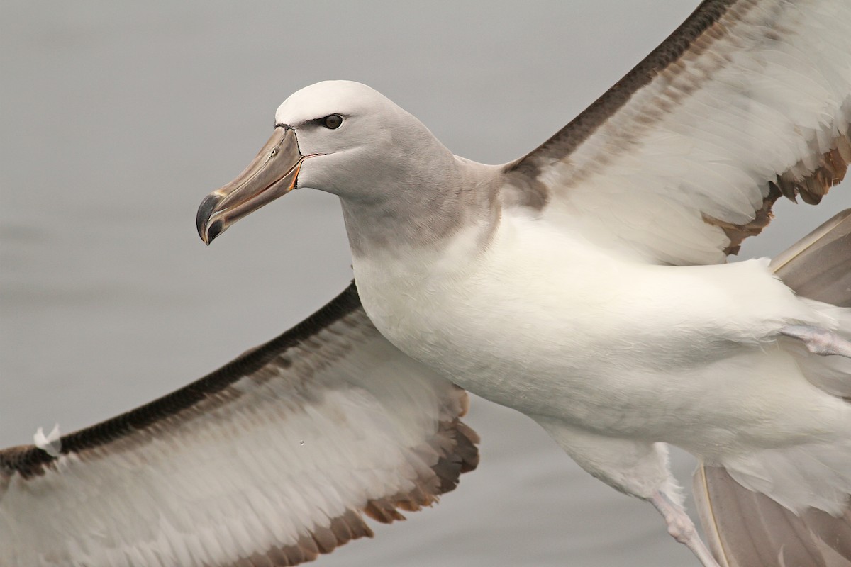 albatros snarský - ML61072251