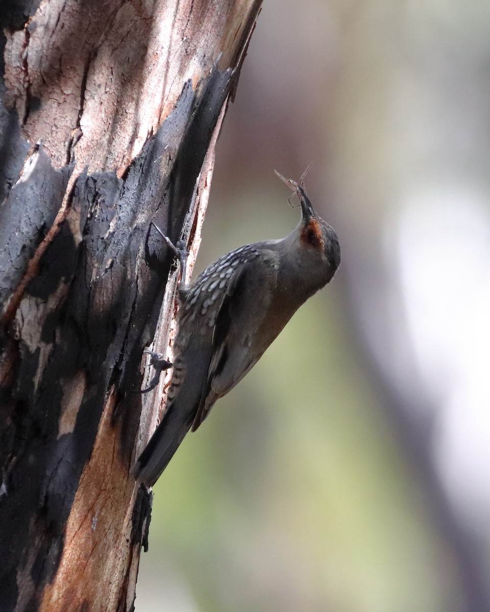 Red-browed Treecreeper - ML610722521