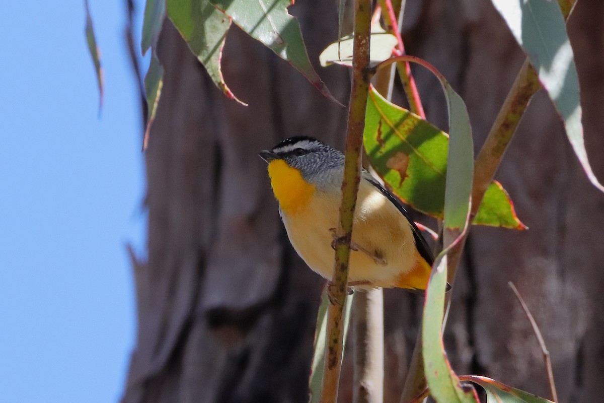 Spotted Pardalote - ML610722526