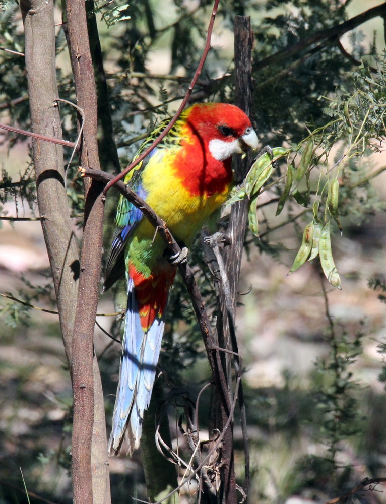 Eastern Rosella - ML610722757